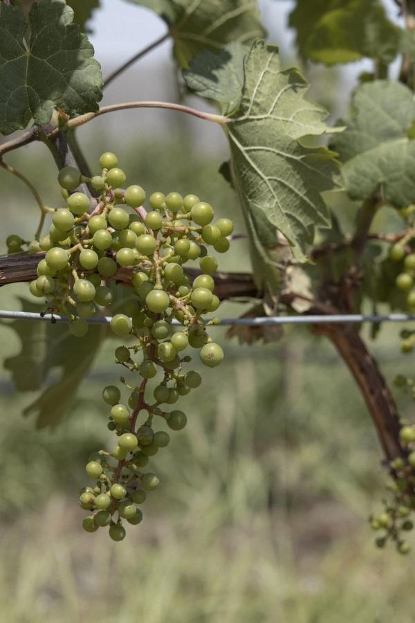 ホテル Tierra Maria Cuatrociénegas de Carranza エクステリア 写真
